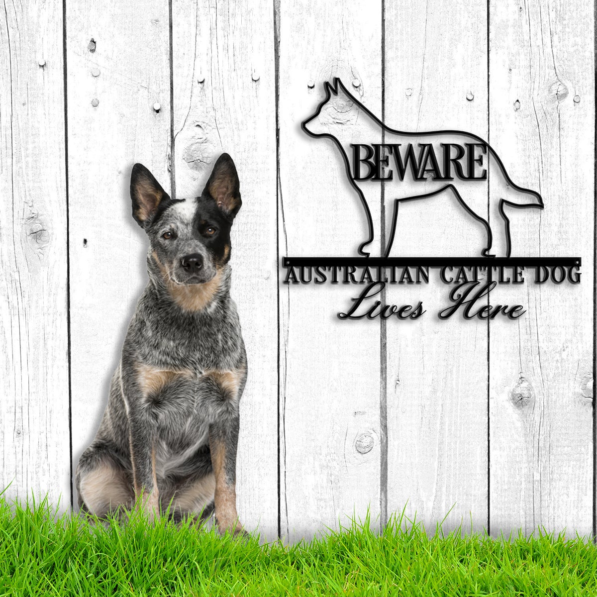 Beware Australian Cattle Dog Lives Here Sign Metal Wall Art