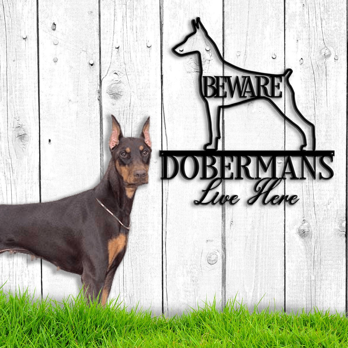 Beware Doberman Live Here Metal Wall Art