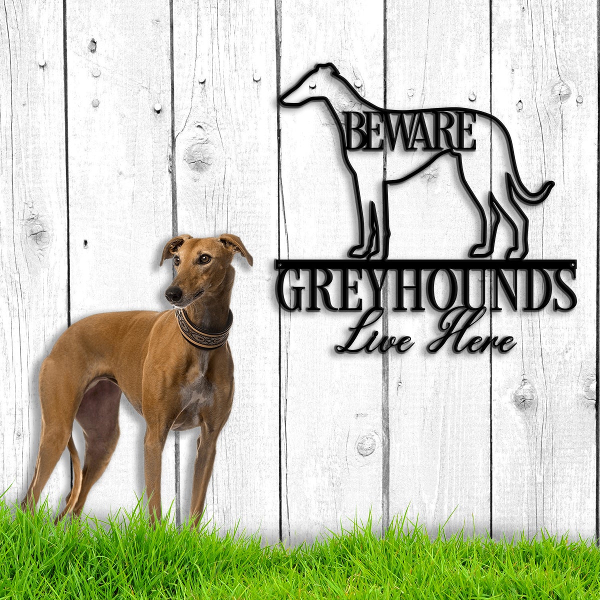 Beware Greyhound Live Here Metal Wall Art