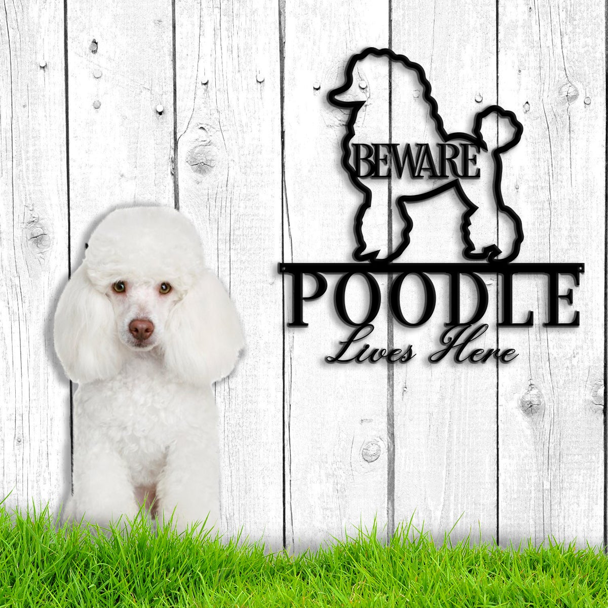 Beware Poodle Lives Here Metal Wall Art